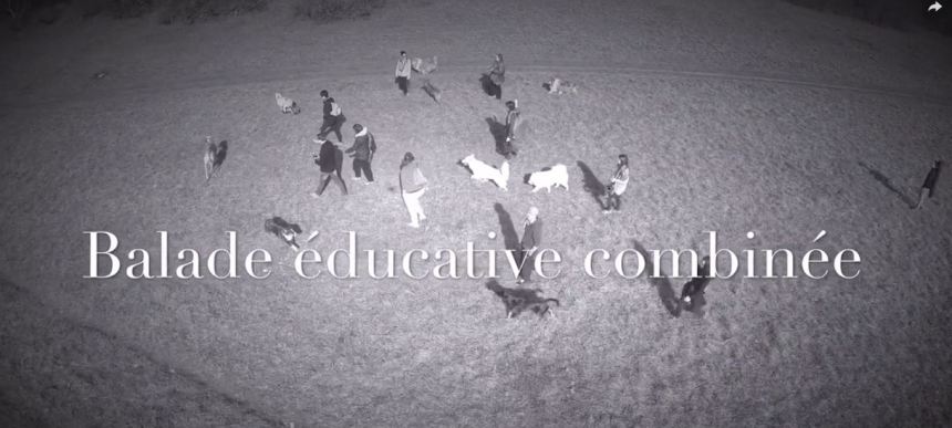 balade canine nature libre éducation collectif agility dijon