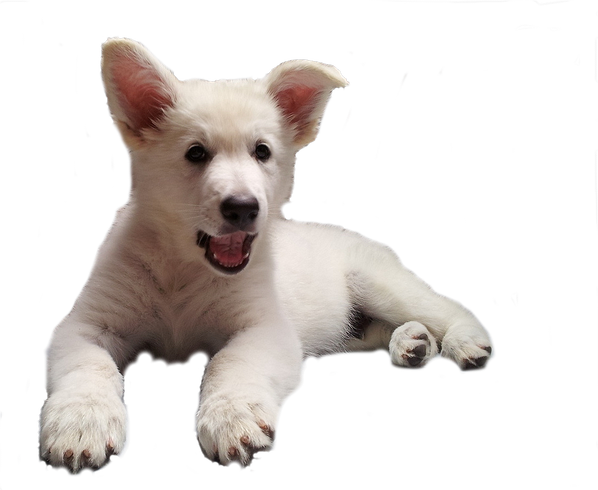 education chiot dijon