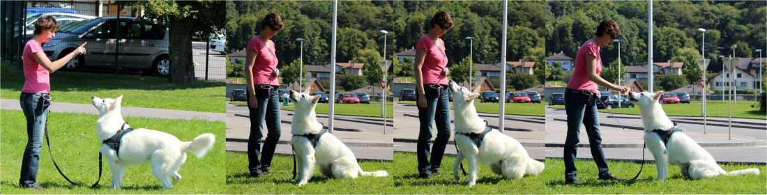 clicker training