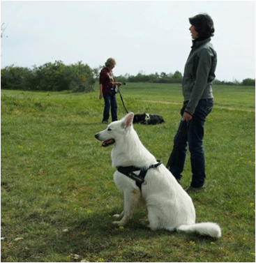 seance individuelle education canine dijon